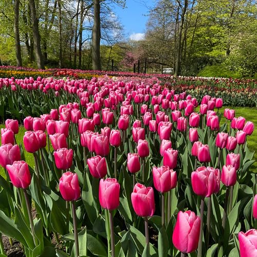 pink tulip flower seeds