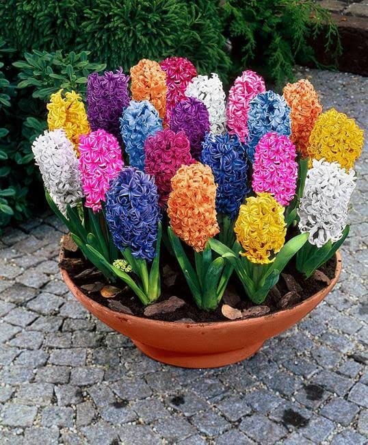 Mixed Hyacinth Flower Seeds – Heirloom, Non-GMO, High Germination Seeds