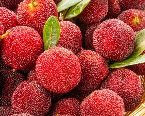 Red Bayberry Seeds – Heirloom, Non-GMO, High Germination Organic Garden Seeds
