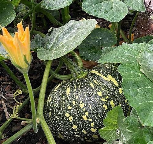 Green Pumpkin Seeds – Heirloom, Non-GMO, High Germination Organic Garden Seeds Planting