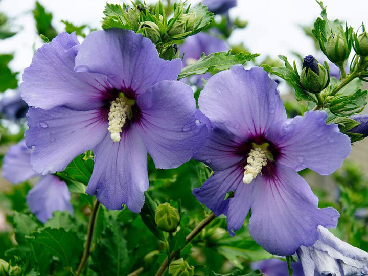 Lilac Hibiscus Syriacus Flower Seeds – Heirloom, Non-GMO, High Germination Seeds