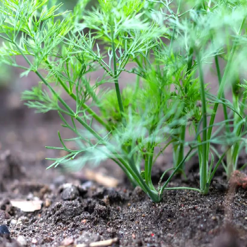 seedra dill flower seeds