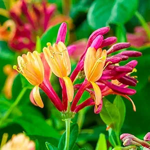 honeysuckle plant flower seeds