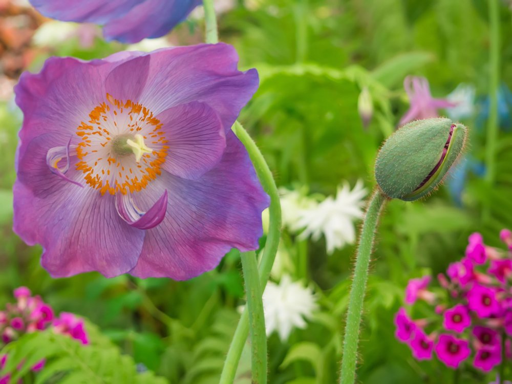 violet himalaya flower seeds