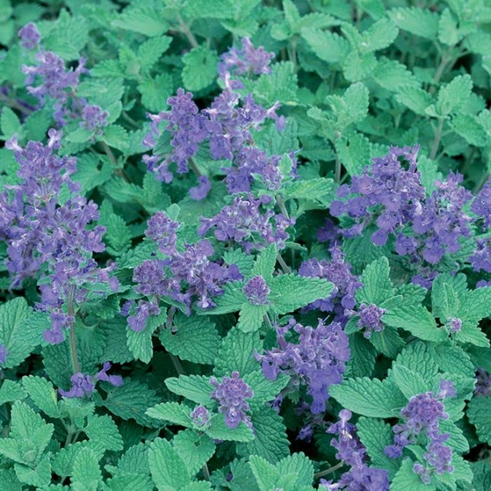 Catmint Herb herb seeds