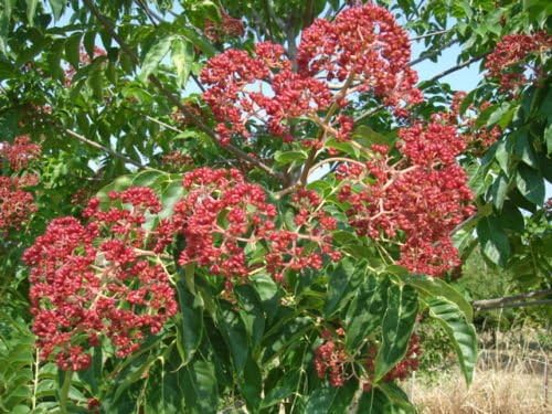 evodia danielli flower seeds