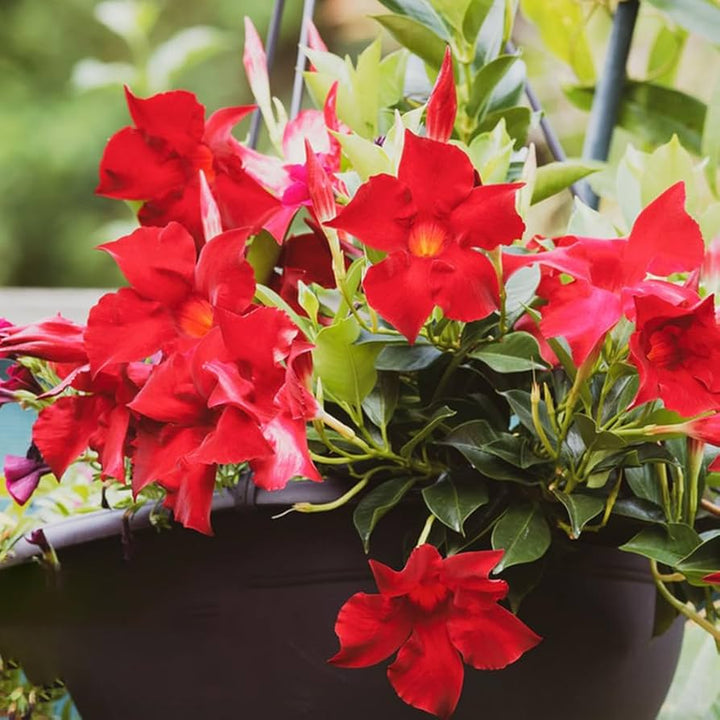 Red Dipladenia Flower Seeds – Heirloom, Non-GMO, High Germination Seeds for Planting