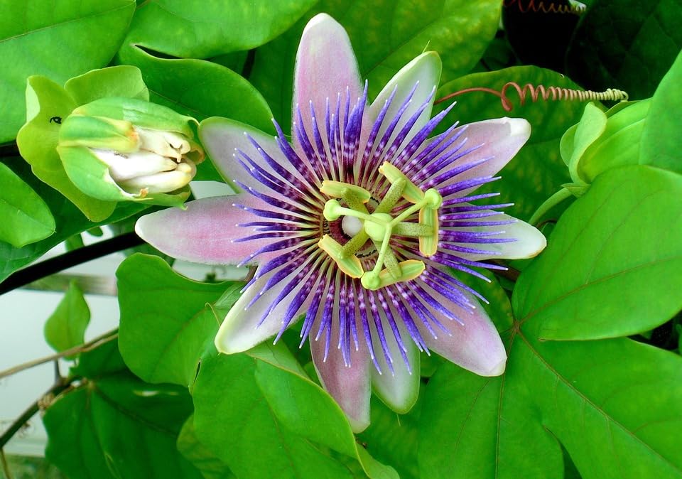passion flower heirloom non-gmo seeds