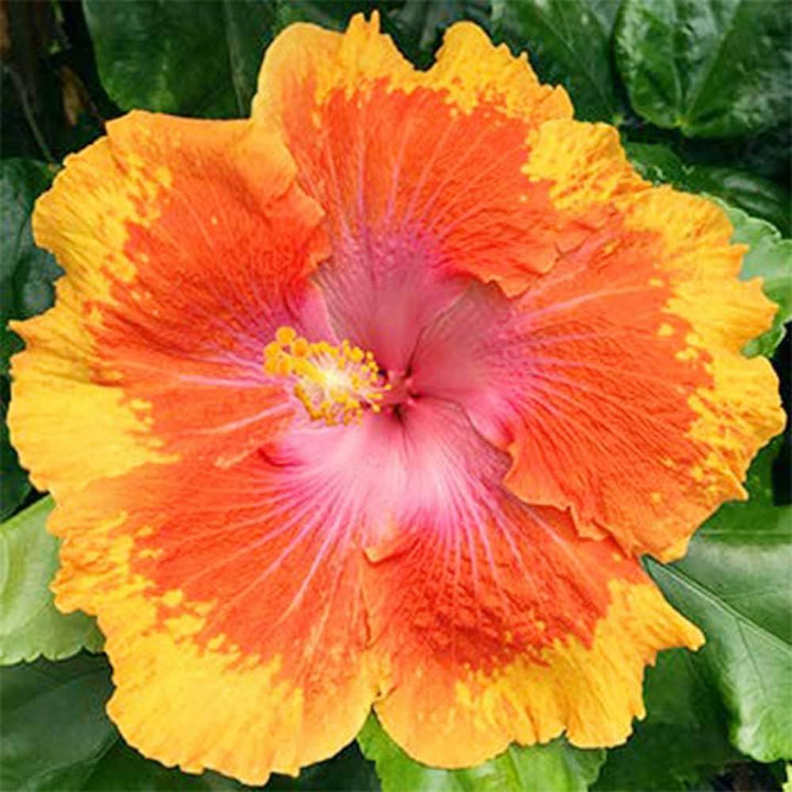 Yellow Orange Hibiscus Flower Seeds – Heirloom, Non-GMO, High Germination Seeds