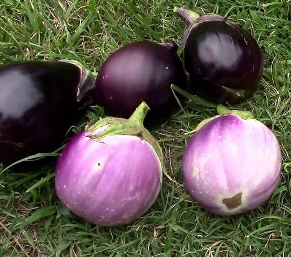 ornamental eggplant flower seeds