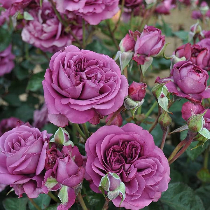 Climbing Floribunda Rose Flower Seeds for Planting – Heirloom Non-GMO Garden Seeds