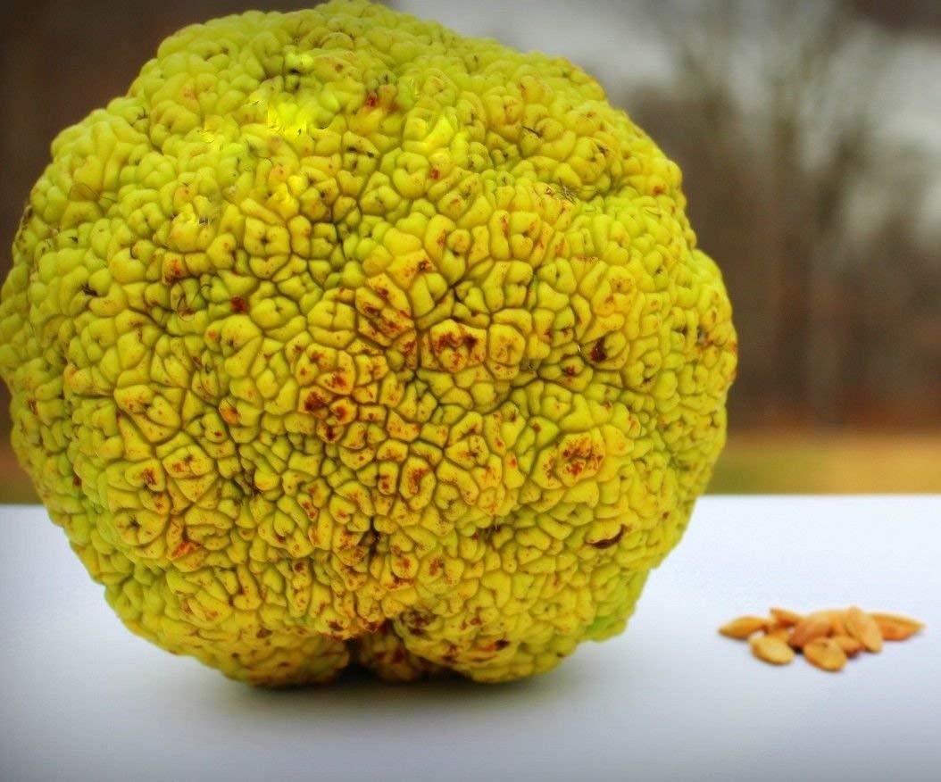 Maclura-Samen zum Pflanzen – Heirloom, gentechnikfrei, hohe Keimfähigkeit, Bio-Gartensamen