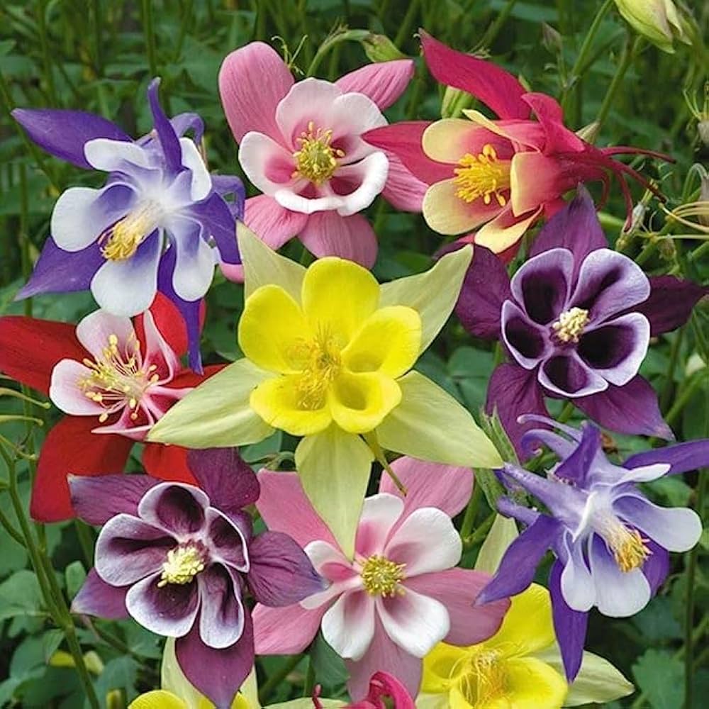 Aquilegia Perennial Flower Seeds Mixed for Planting – Heirloom Non-GMO High Germination Seeds