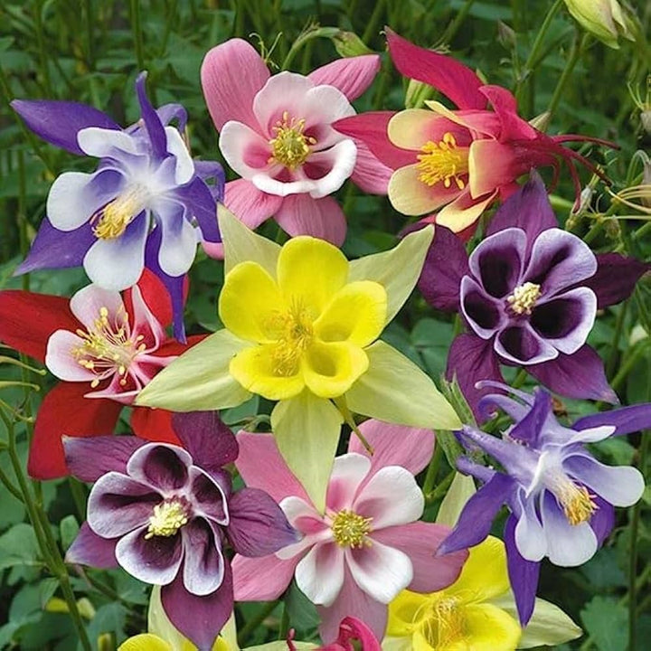 Aquilegia Perennial Flower Seeds Mixed for Planting – Heirloom Non-GMO High Germination Seeds