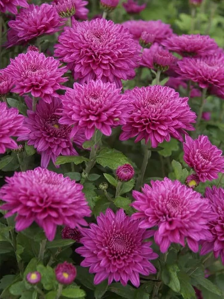 Dark Pink Chrysanthemum Flower Seeds – Heirloom, Non-GMO, High Germination