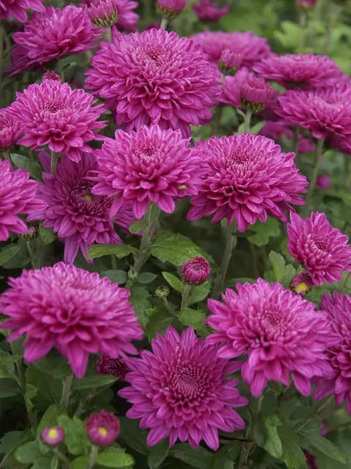 Dark Pink Chrysanthemum Flower Seeds – Heirloom, Non-GMO, High Germination