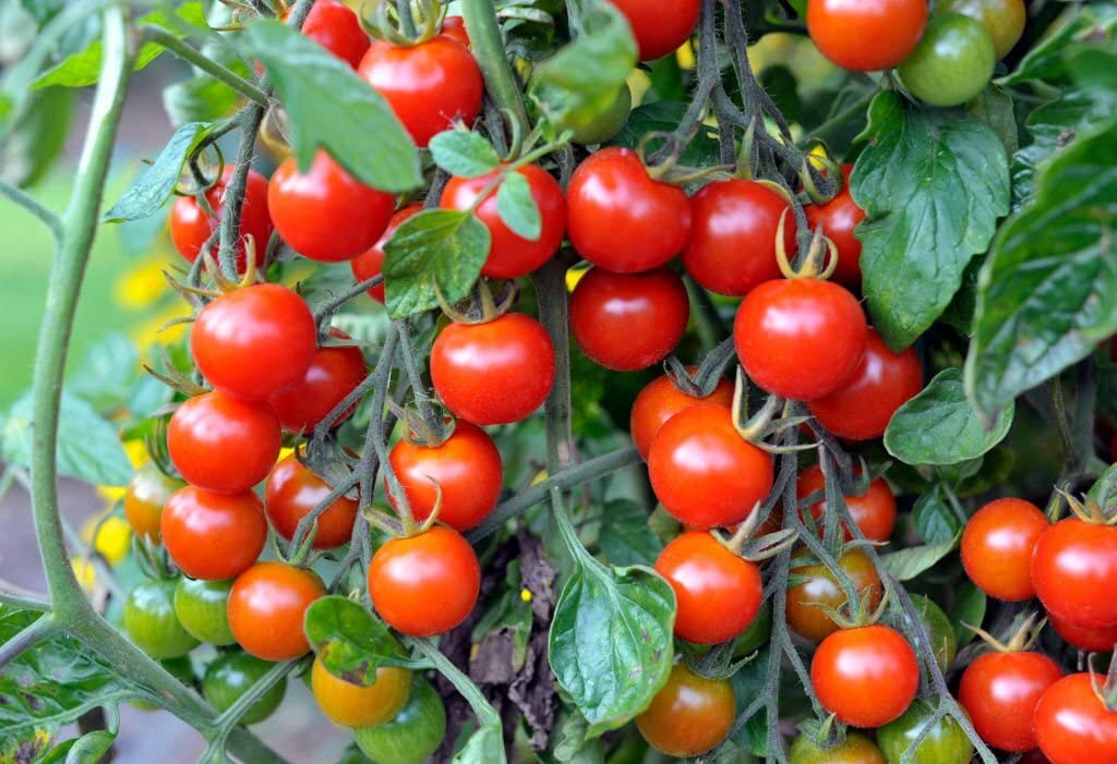 spanish tomato flower seeds