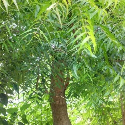 neem tree heirloom non-gmo seeds