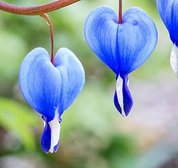 Blue Dicentra Flower Seeds – Heirloom Non-GMO High Germination Garden Seeds