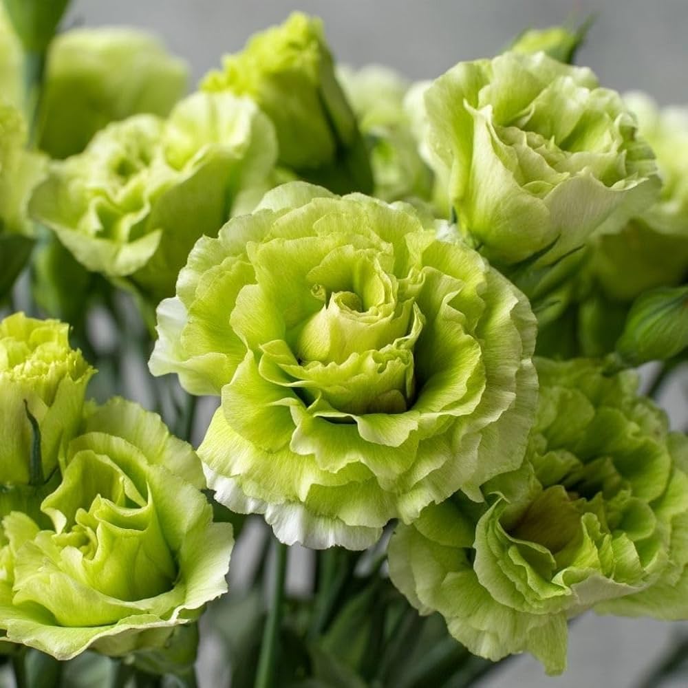 Lisianthus Flower Seeds Green – Heirloom, Non-GMO, High Germination Seeds