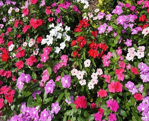 Impatiens Flower Seeds – Heirloom, Non-GMO, High Germination Organic Garden Seeds for Planting
