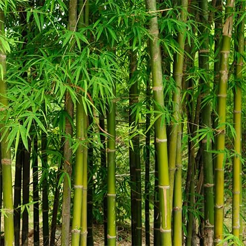 bamboo tree heirloom non-gmo seeds