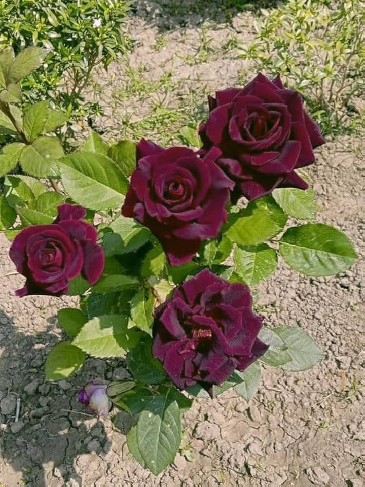 Maroon Kletterrosen Blumensamen zum Pflanzen – Heirloom gentechnikfrei hohe Keimrate