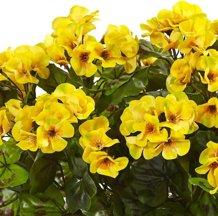 Fresh Yellow Geranium Flower Seeds – Heirloom Non-GMO Organic Garden Seeds