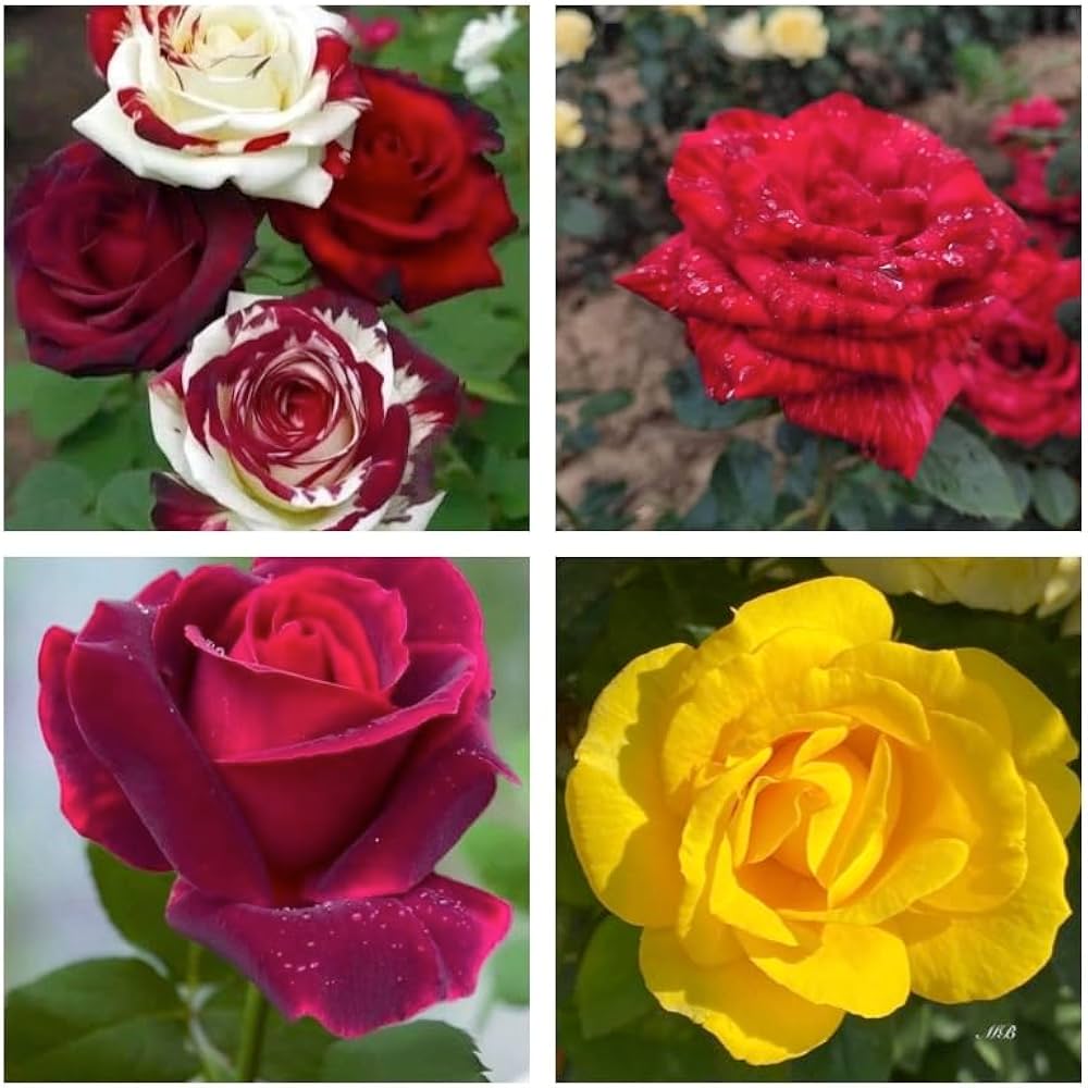 mixed rose flower seeds