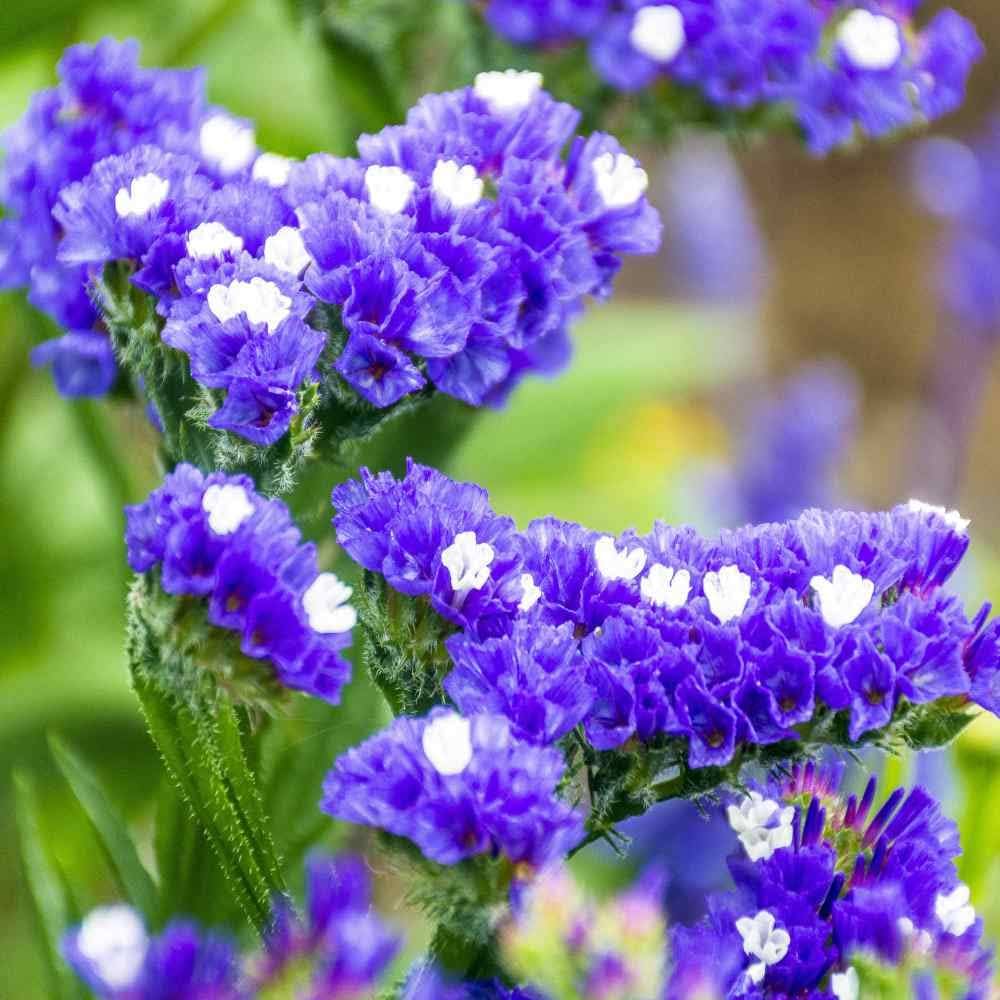 blue statice flower seeds