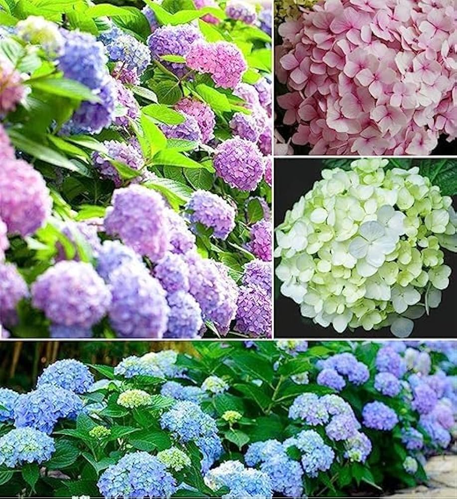 mixed color flower seeds