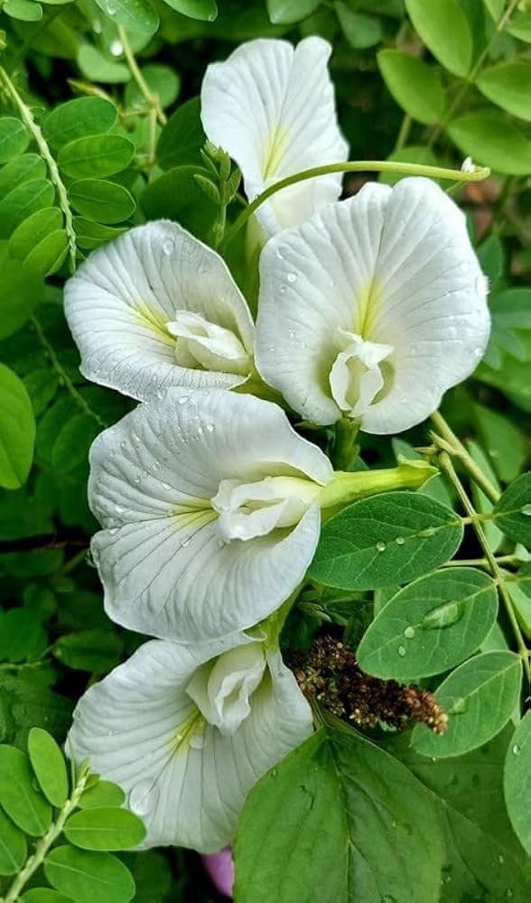 Aparajita Flower Seeds White for Planting – Heirloom Non-GMO High Germination Organic Seeds