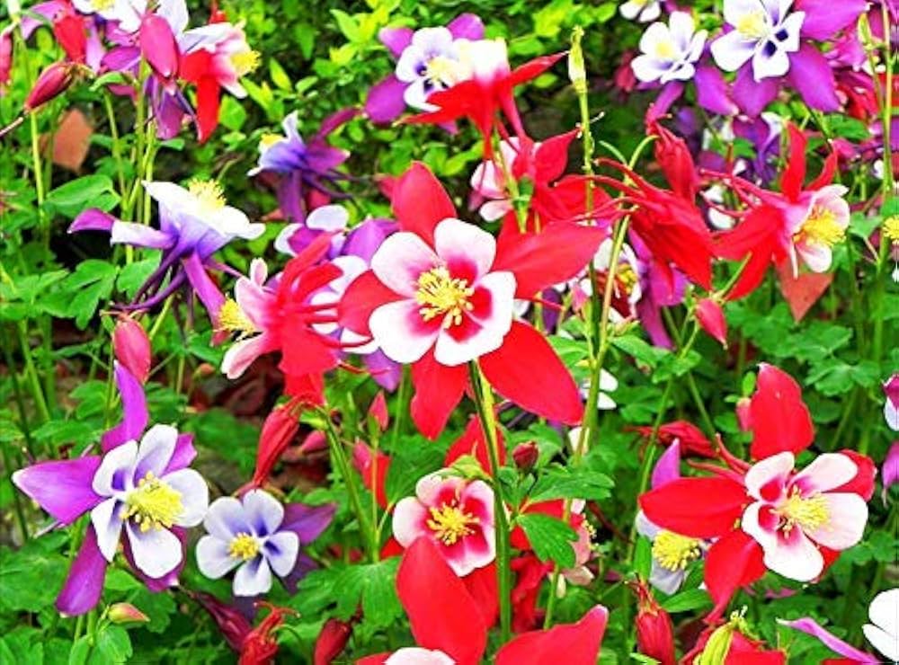 aquilegia viridiflora flower seeds