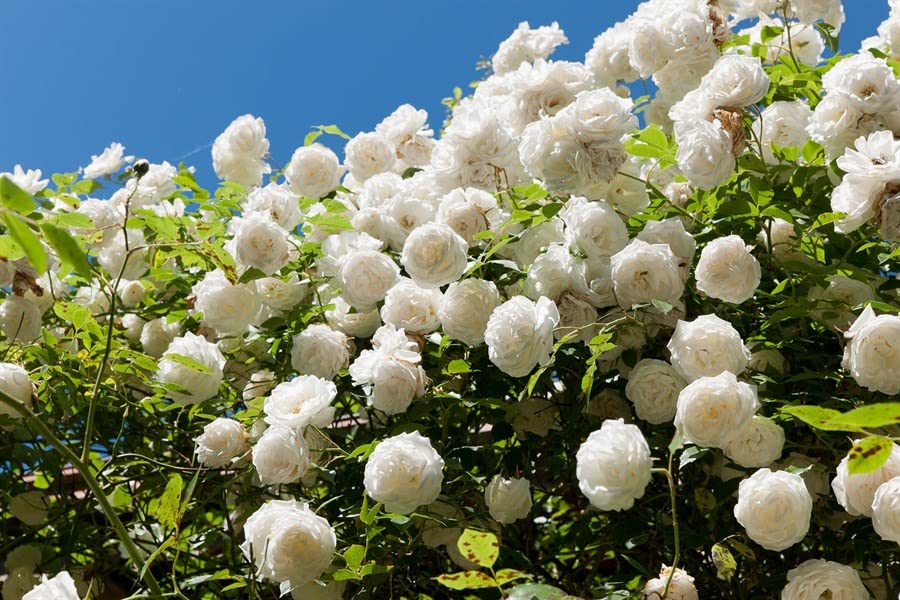 White Climbing Zephirine Flowers Seeds – Heirloom Non-GMO High Germination