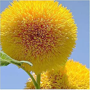sunflower teddy flower seeds