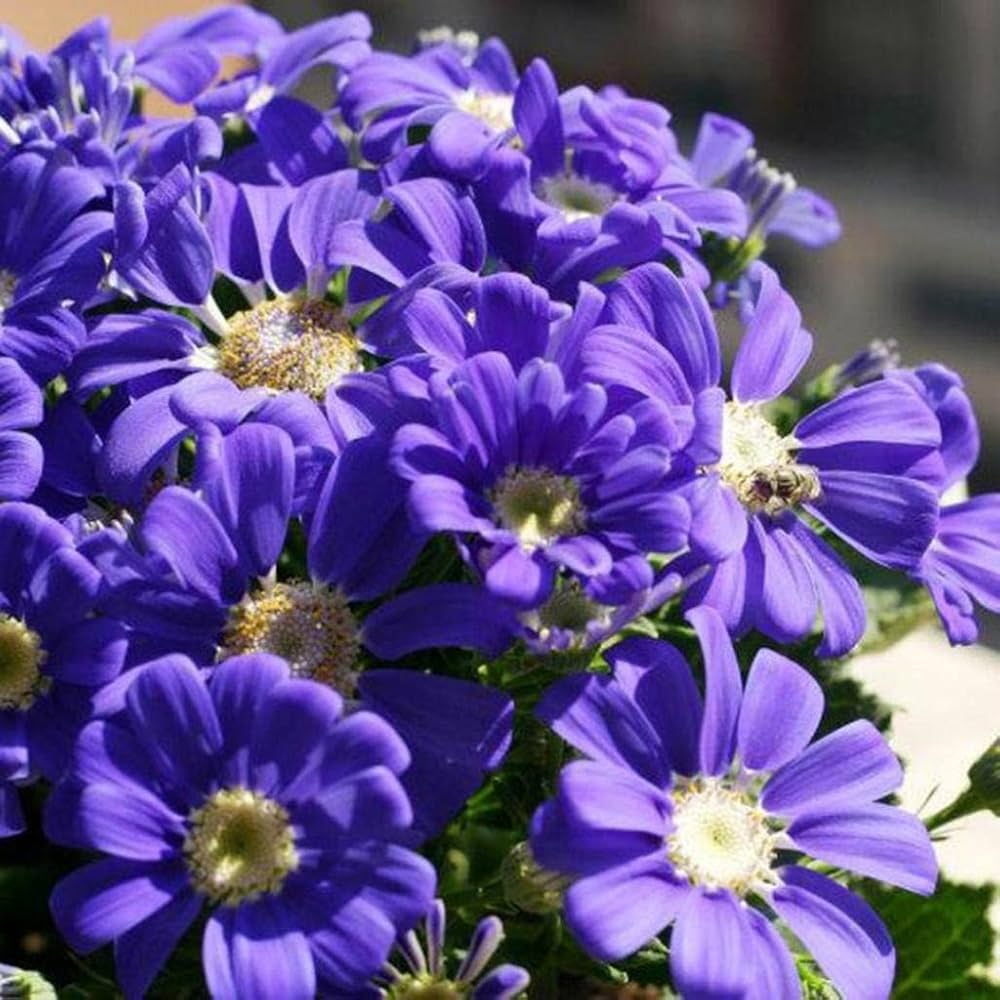 cineraria mixed flower seeds