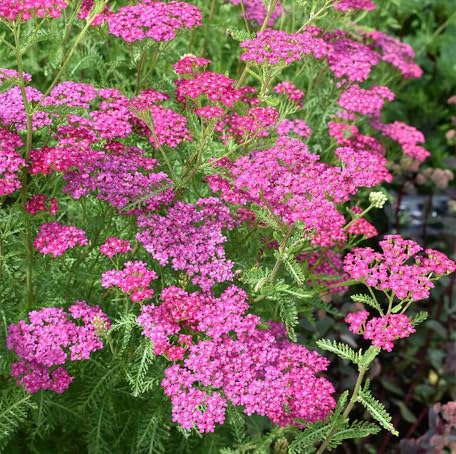 Pink Achillea Flower Seeds for Planting – Heirloom, Non-GMO, High Germination Organic Garden Seeds