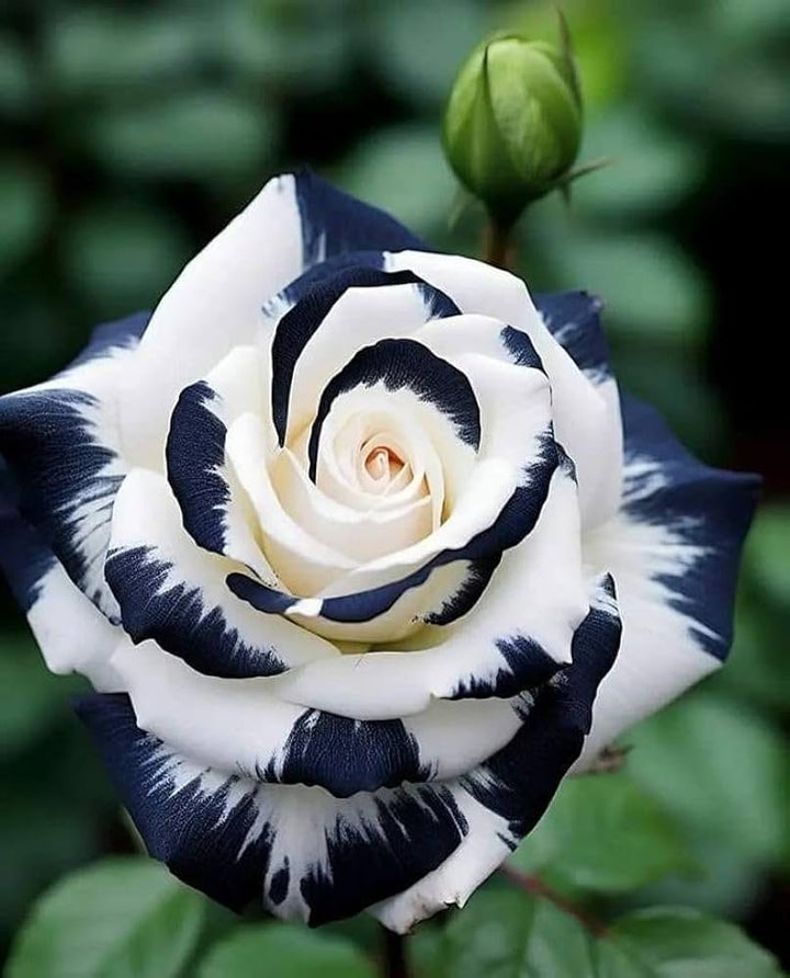 Black White Rose Flower Seeds for Planting – Heirloom Non-GMO Organic Garden Seeds
