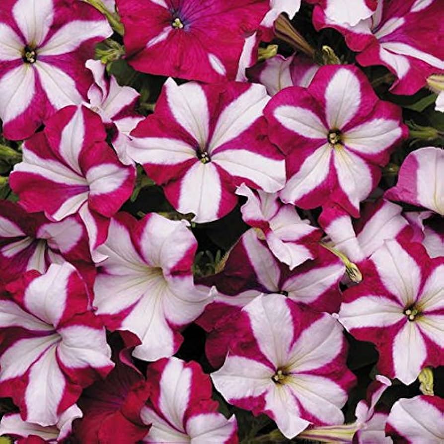 pelleted petunia flower seeds