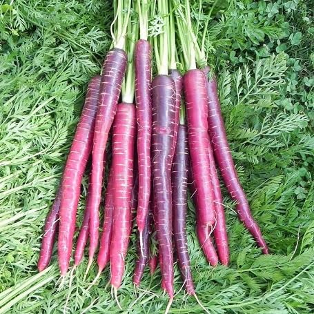 Purple Carrot Seeds – Heirloom, Non-GMO, High Germination Organic Garden Seeds Planting