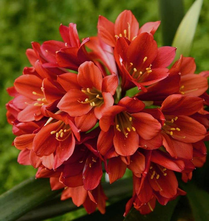 Clivia Flowers Seeds Red for Planting – Heirloom Non-GMO High Germination Organic Seeds