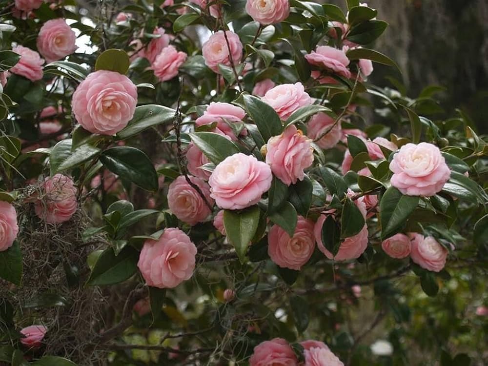 Camellia Flower Seeds Pink Perennial – Heirloom, Non-GMO, High Germination Organic Garden Seeds for Planting Seeds for Planting