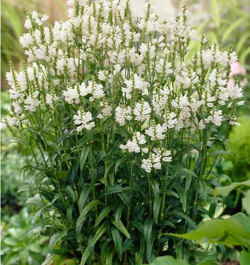 White Physostegia Flower Seeds – Heirloom Non-GMO High Germination Organic Garden Seeds