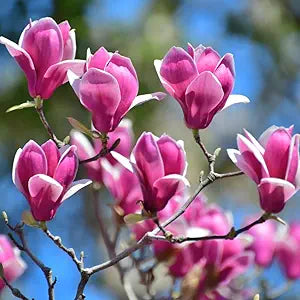 magnolia magnolia flower seeds