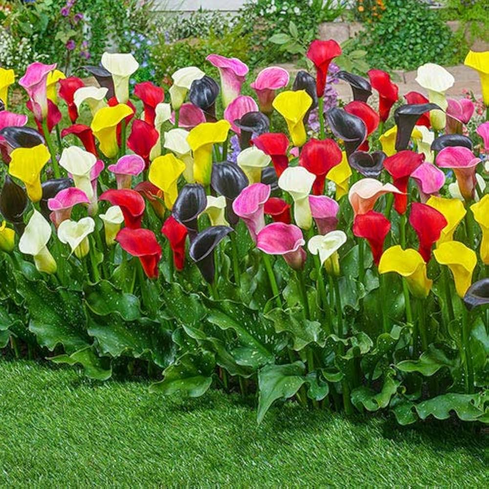 multiple colors flower seeds