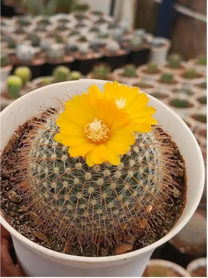 Mixed Flowering Cactus Seeds for Planting