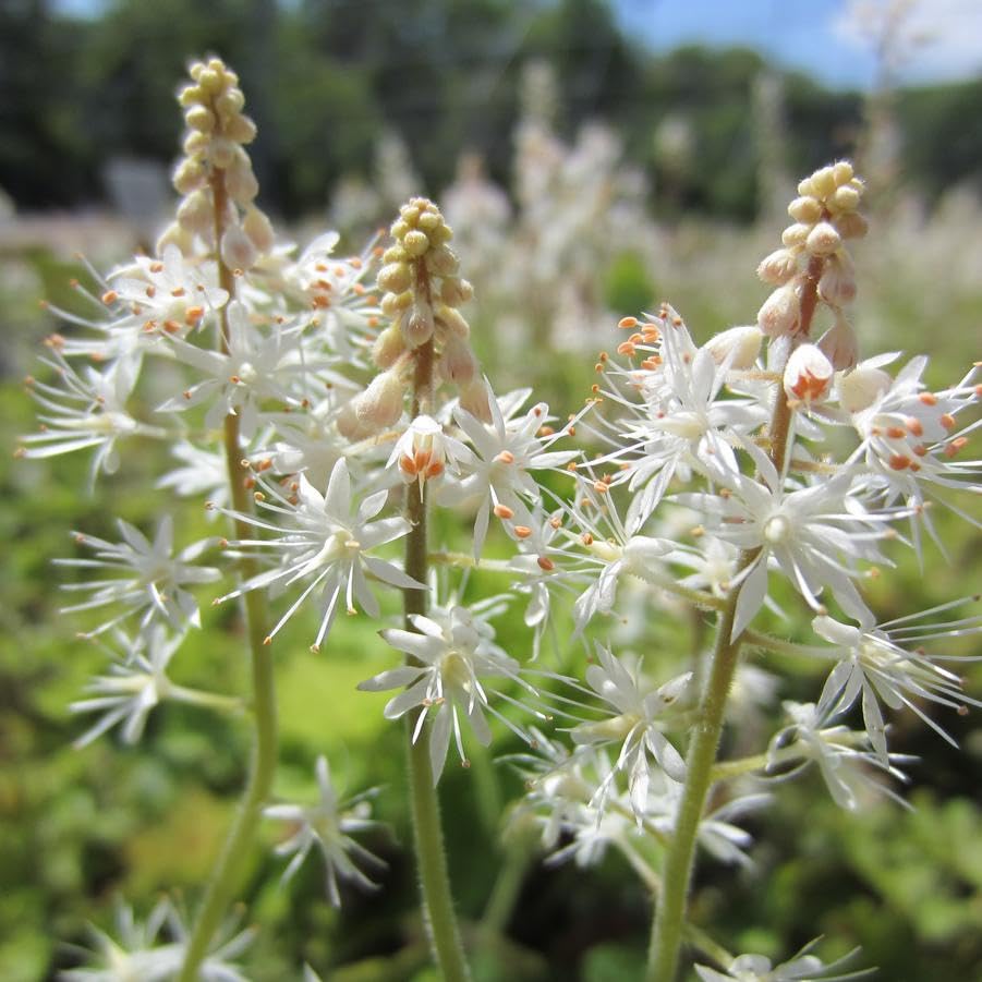 White Tiarella Flower Seeds Heirloom Non-GMO High Germination Organic Garden Seeds for Planting