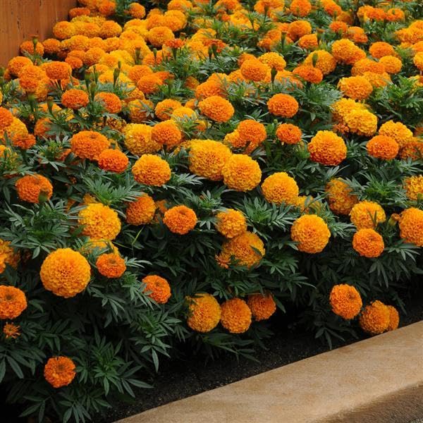 yellow orange flower seeds
