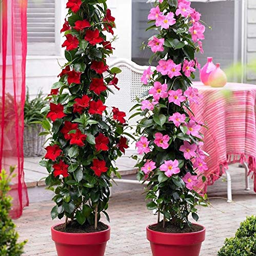 Climbing Mandevilla Sanderi Flower Seeds – Heirloom Non-GMO High Germination