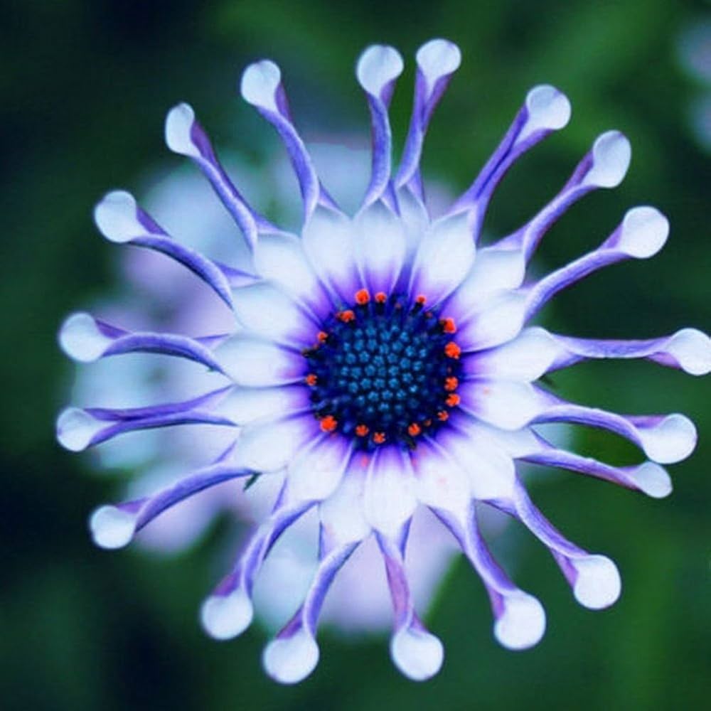 blue daisy flower seeds